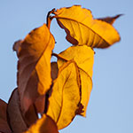 3_thumbs